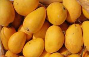 GI-CERTIFIED ‘JARDALU MANGOES’ FROM BIHAR EXPORTED TO UK