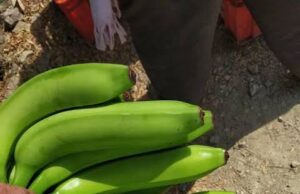 INDIA BUSINESS: GI-CERTIFIED JALGAON BANANA EXPORTED TO DUBAI