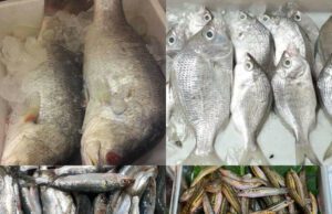 FISH QUALITY ANALYSIS SYSTEM: TRANSFER OF TECHNOLOGIES IDEA TO FIND ‘FRESHNESS OF FISH’