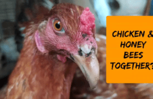 SYMBIOTIC RELATIONSHIP BETWEEN CHICKENS & BEES WORKS FOR ‘RAIKA HONEY’