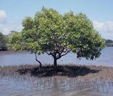 AVICENNIA MARINA: GENOME OF SALT-SECRETING MANGROVE SPECIES DECODED