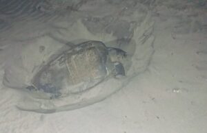 OLIVE RIDLEY TURTLES LAY EGGS AT VAGATOR, CAVELOSSIM, ARAMBOL BEACHES