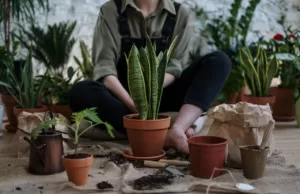 GREENING UP THE SUNSHINE STATE: A GUIDE TO ORGANIC HOME GARDENING IN GOA