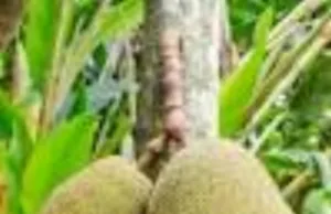 JACKFRUIT FESTIVAL AT RAJ BHAVAN ON JUNE 10