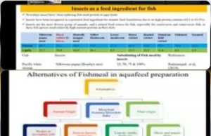 WEBINAR: SUSTAINABILITY OF FISH MEAL INDUSTRY AND THE LIVELIHOODS OF FISHERMEN