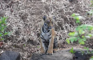 ALL INDIA TIGER ESTIMATION 2022: LARGEST TIGER POPULATION OF 785 IN MADHYA PRADESH