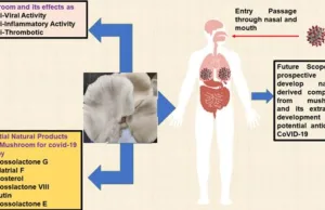 MUSHROOM-DERIVED BIOACTIVE COMPOUNDS HAVE POTENTIAL TO COMBAT COVID-19 & OTHER VIRAL INFECTIONS: STUDY