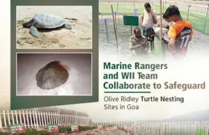 FOREST MINISTER VISHWAJIT RANE HAILS MARINE RANGE STAFF AFTER OLIVE RIDLEY TURTLES’ NESTS RECORD