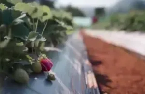 STRAWBERRY FARMERS HAIL SUPPORT BY ATAL GRAM DEVELOPMENT AGENCY