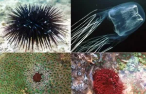 NIO ORGANISES WORKSHOP ON MARINE VENOM