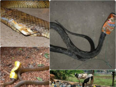 FROM JUNGLE TRAILS TO WATERFALLS, LITTER IS SPREADING ACROSS GOA