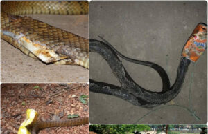 FROM JUNGLE TRAILS TO WATERFALLS, LITTER IS SPREADING ACROSS GOA