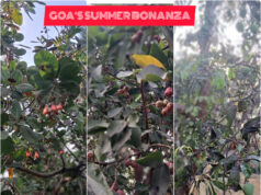 GOAN SUMMERS ARE STILL DELIGHTFUL THANKS TO SEASONAL FRUITS