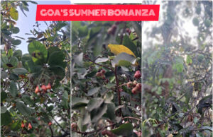 GOAN SUMMERS ARE STILL DELIGHTFUL THANKS TO SEASONAL FRUITS