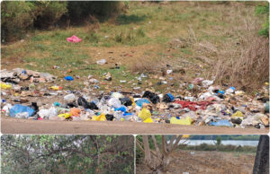 LITTERING GOANS POSE THREAT FOR ECOLOGY, CAN THE GOOD GOANS STAND UP?