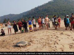 WORLD TURTLE DAY: FISHERMEN & LIFESAVERS REFLECT ON CHALLENGE OF GOA’S CHANGING COASTLINE
