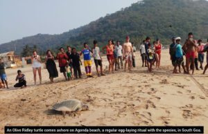WORLD TURTLE DAY: FISHERMEN & LIFESAVERS REFLECT ON CHALLENGE OF GOA’S CHANGING COASTLINE